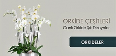 Saksı Çiçekleri